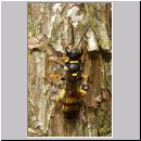 Mellinus arvensis - Kotwespe w01.jpg